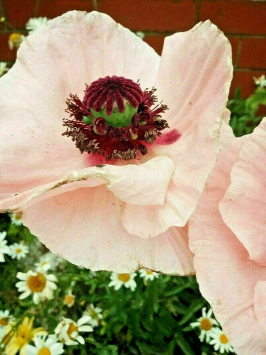 Mixed Poppy Viable Seeds 🌺 Wide variation of Poppies using Irish Bee 250 Seeds