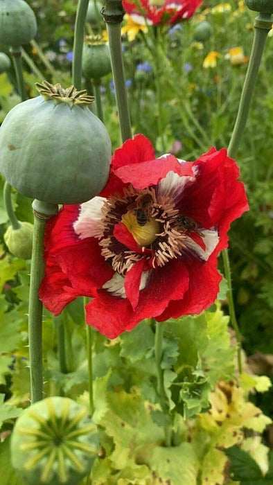 Mixed Poppy Viable Seeds 🌺 Wide variation of Poppies using Irish Bee 250 Seeds