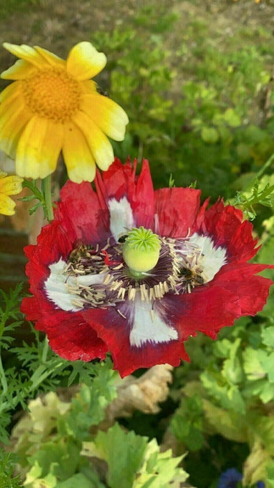 Mixed Poppy Viable Seeds 🌺 Wide variation of Poppies using Irish Bee 250 Seeds