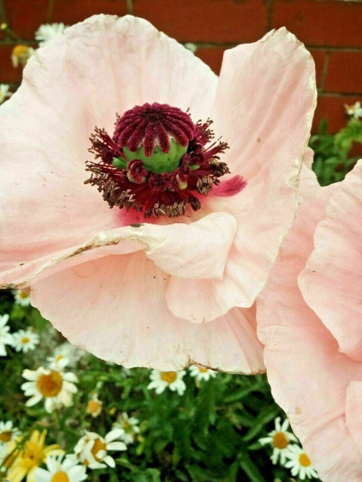 Mixed Poppy Viable Seeds ?? Wide variation of Poppies using Irish Bee 250 Seeds!
