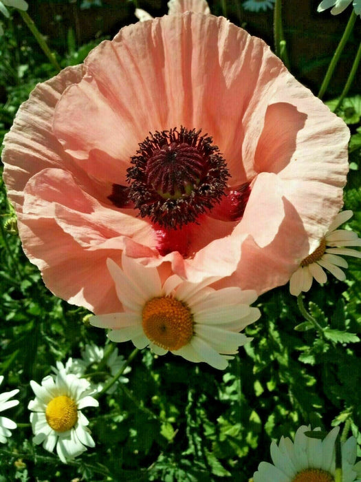 Mixed Poppy Viable Seeds 🌺 Wide variation of Poppies using Irish Bee 250 Seeds!